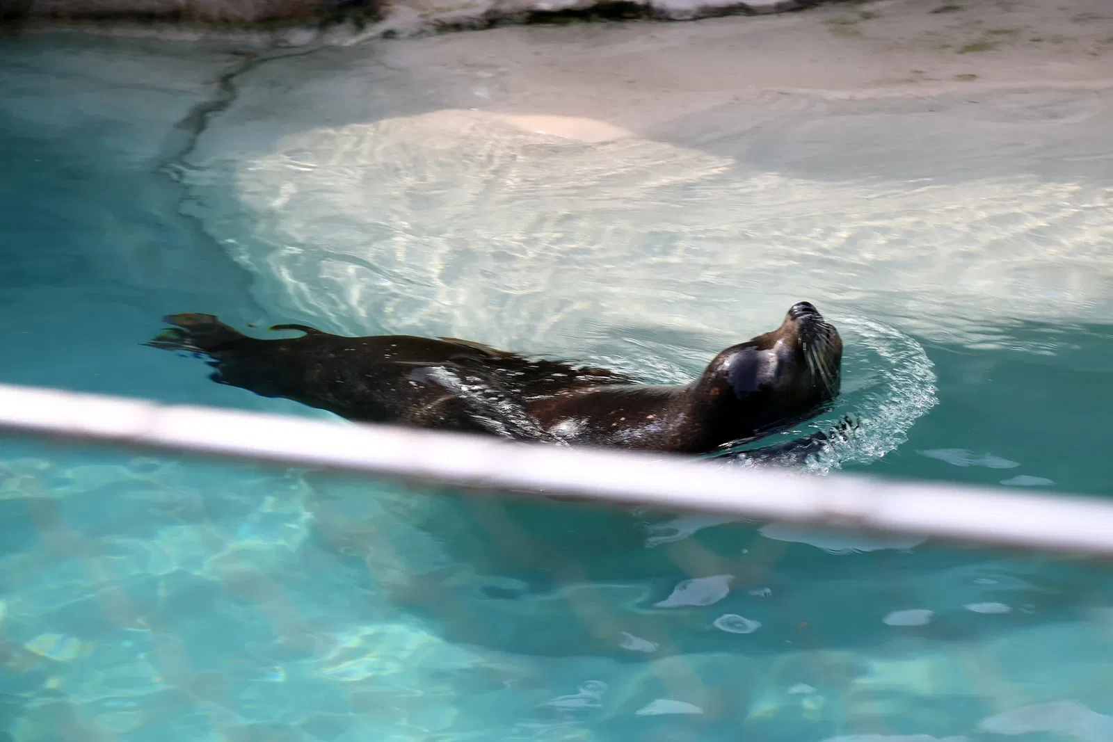 Zoológico de Búfalo