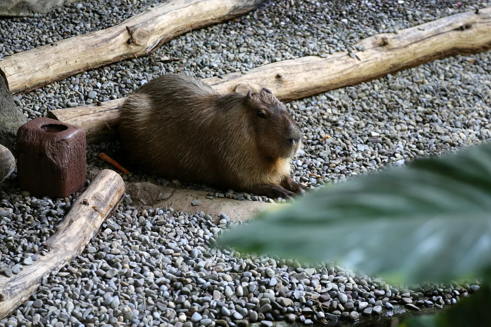 Zoológico de Búfalo
