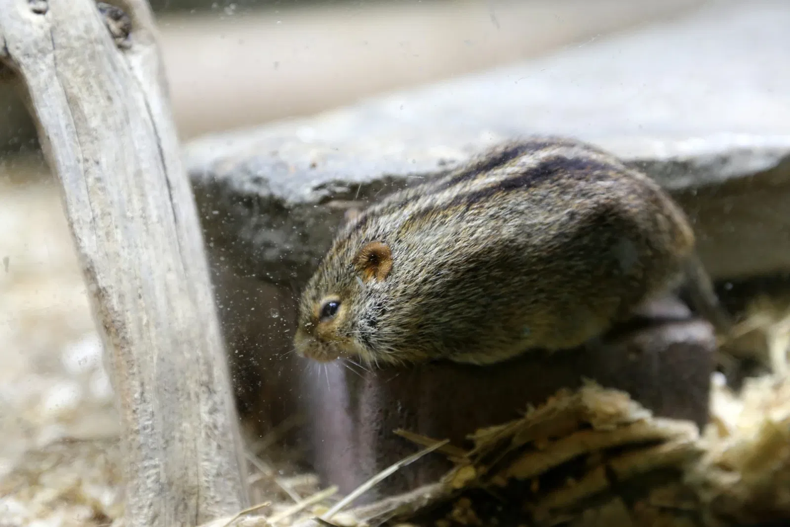 Zoológico de Búfalo
