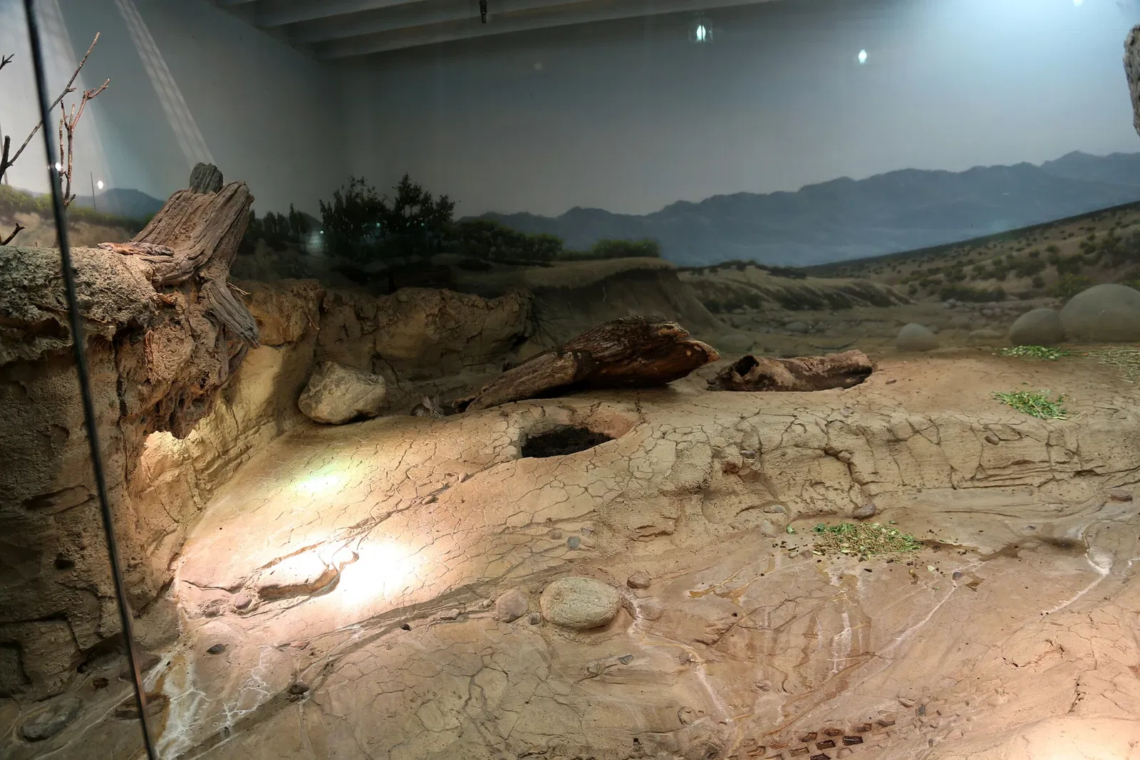 Zoológico de Búfalo