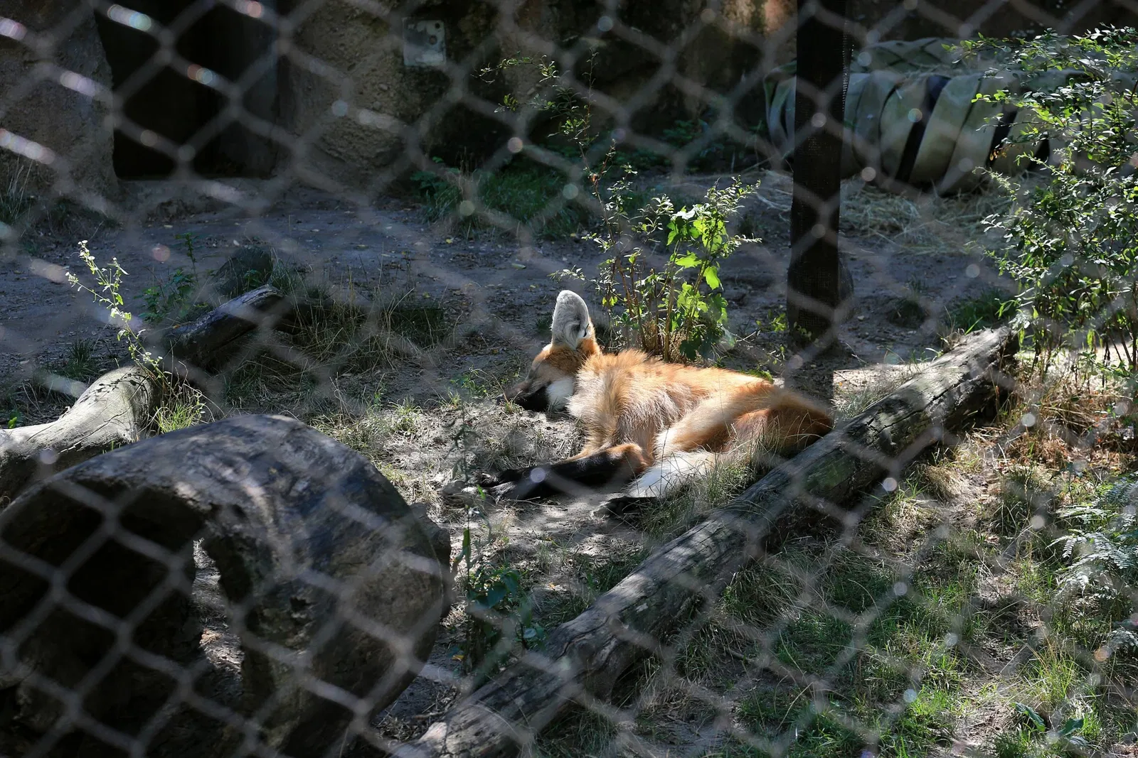 Zoológico de Búfalo