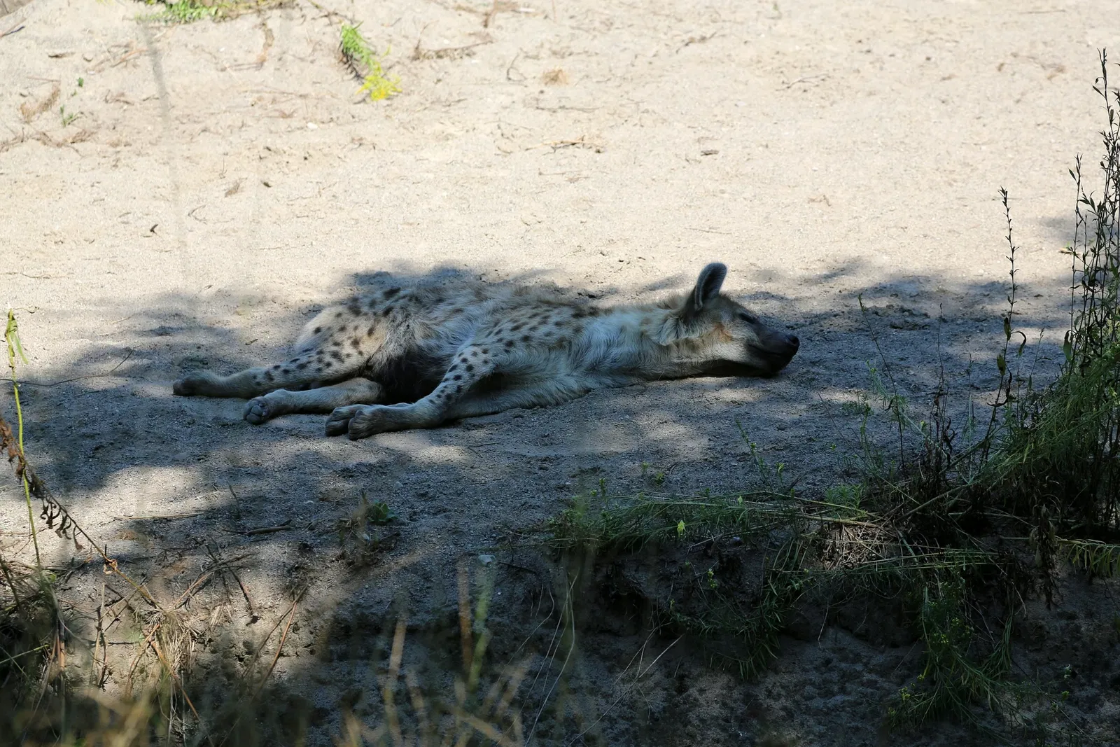 Zoológico de Búfalo
