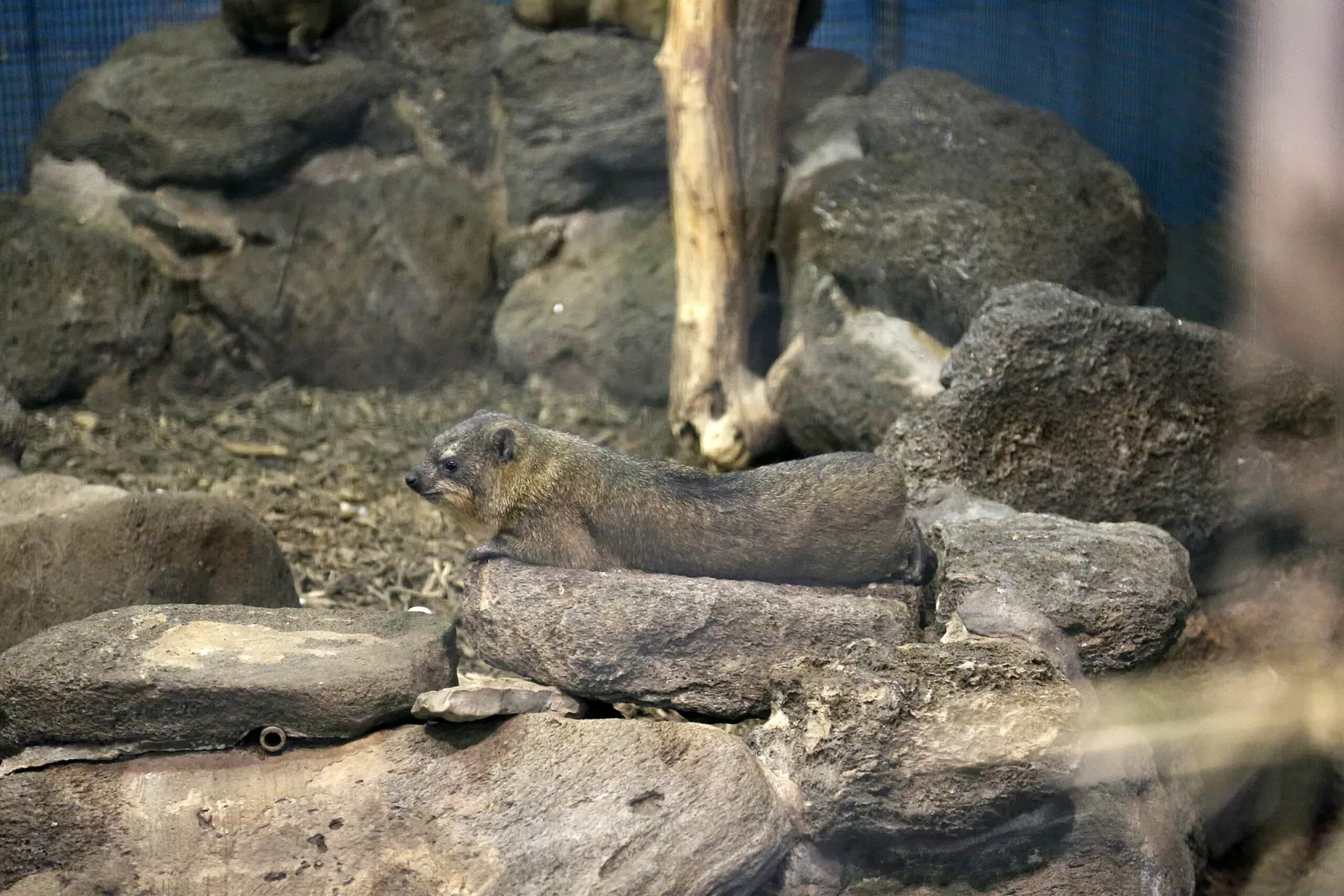 Zoológico de Búfalo