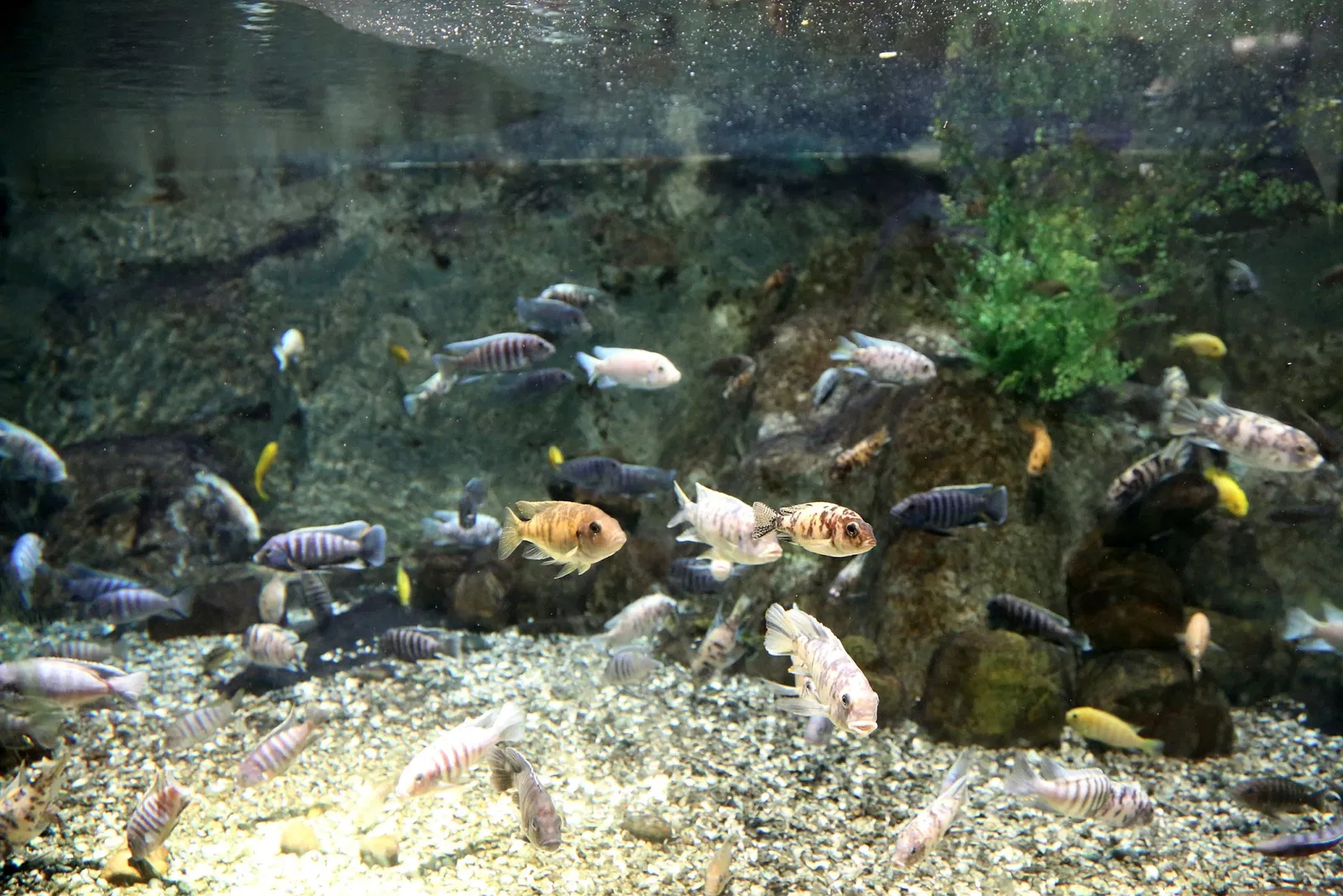 Zoológico de Búfalo