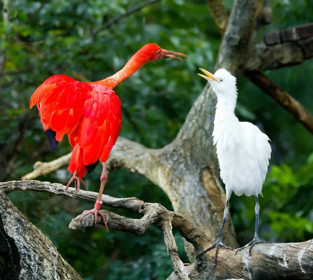 Zoológico de Búfalo