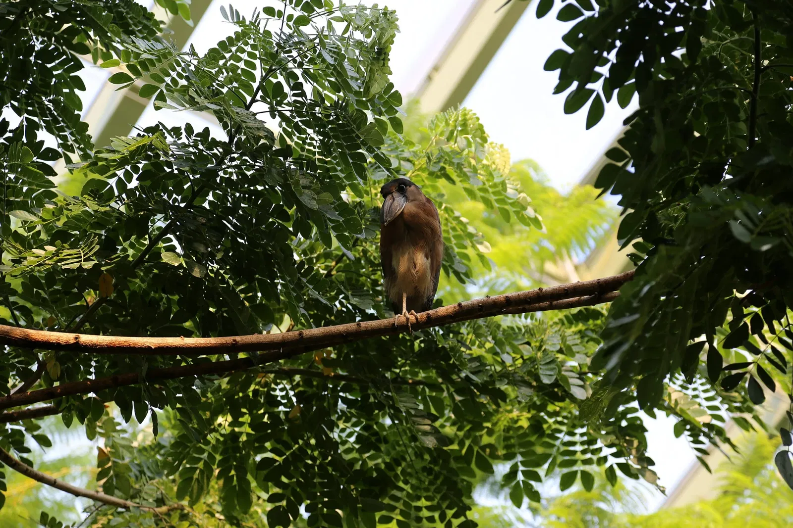 Zoológico de Búfalo