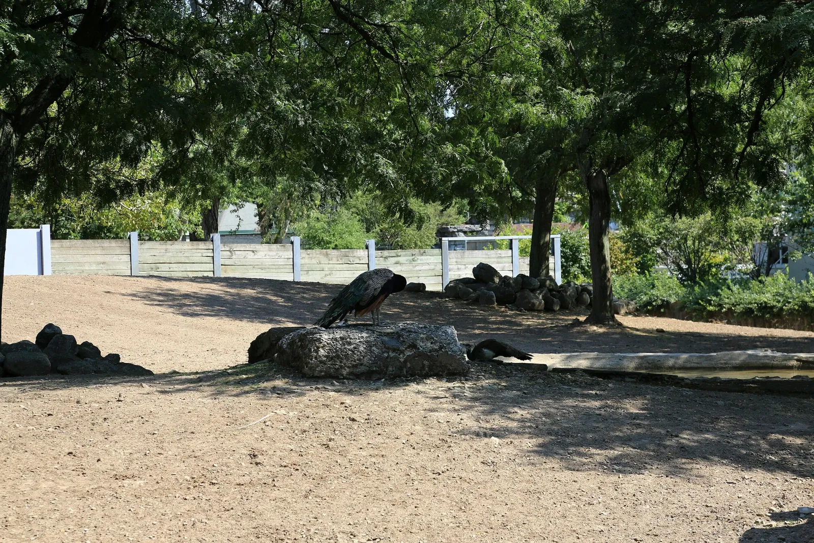 Zoológico de Búfalo