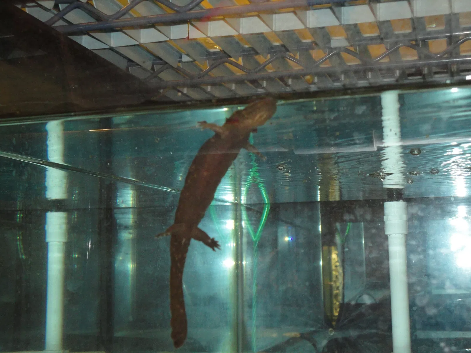 Zoológico de Búfalo