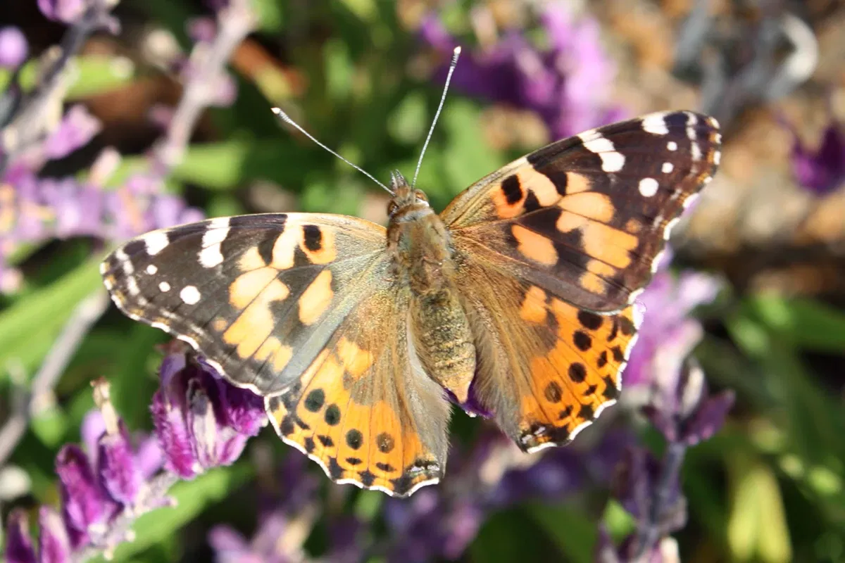 Cheekwood Botanical Gardens & Museum of Art