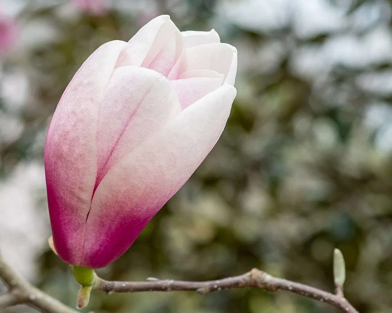 Museo y jardín botánico de Cheekwood