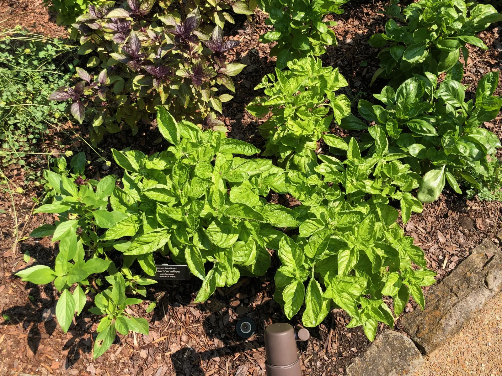 Cheekwood Botanical Garden and Museum of Art