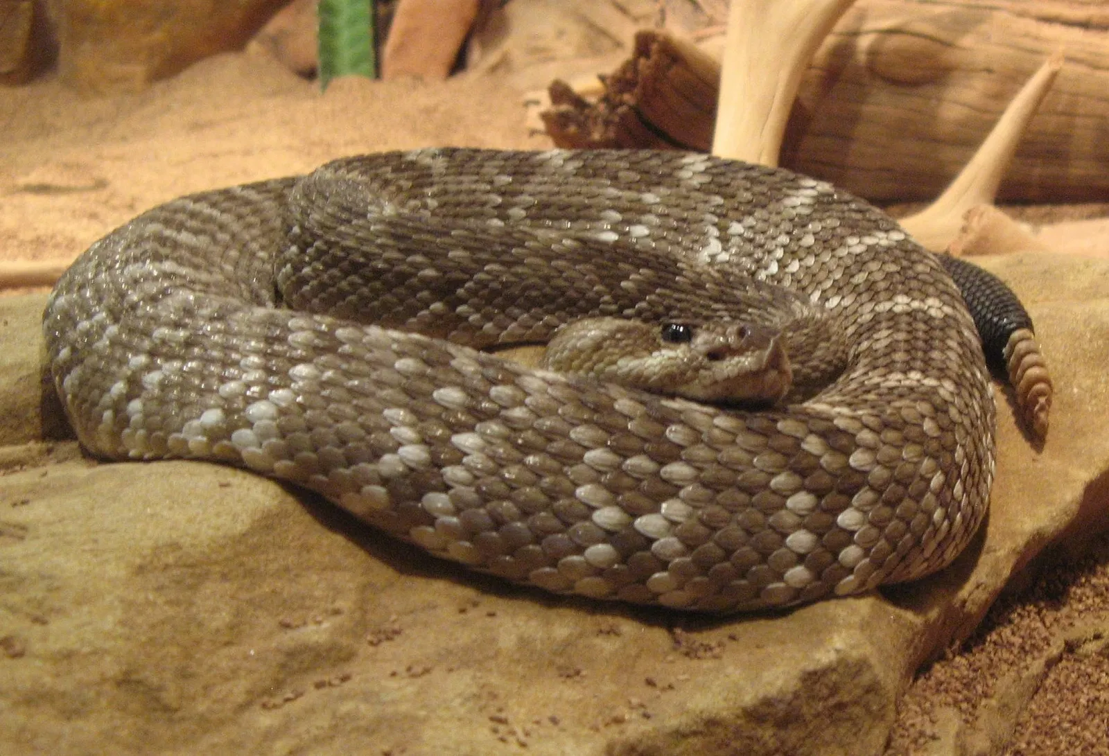 Acuario del Downtown