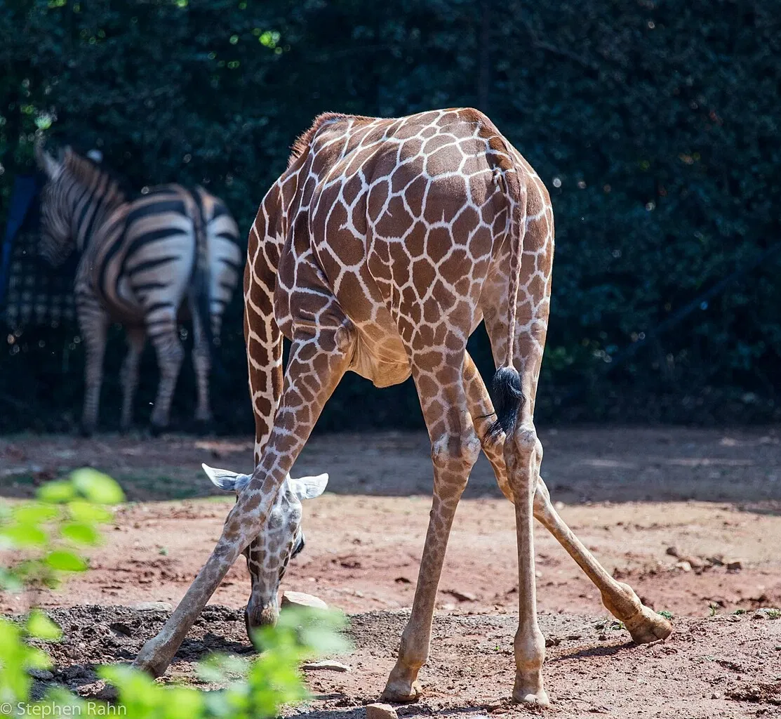 Zoológico de Atlanta