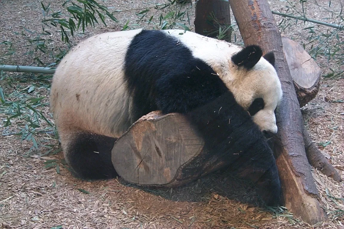 Zoológico de Atlanta