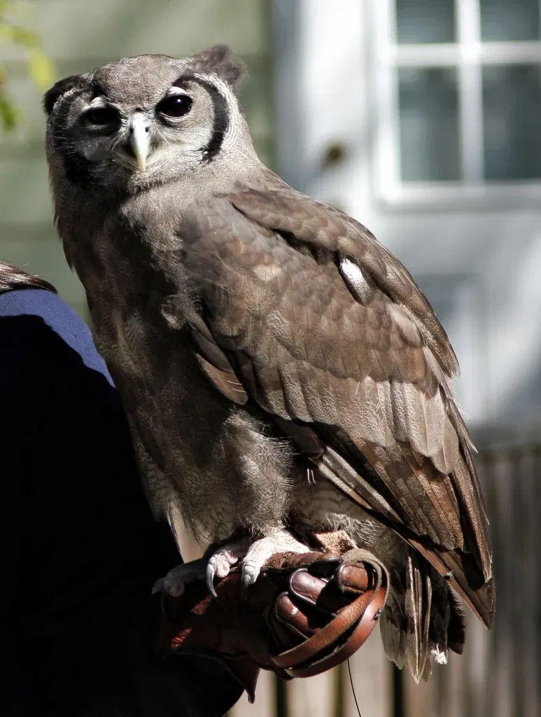 Zoológico de Atlanta
