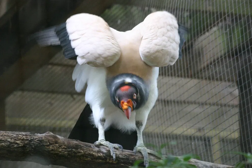 Zoológico de Atlanta