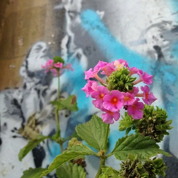 Wynwood Art District