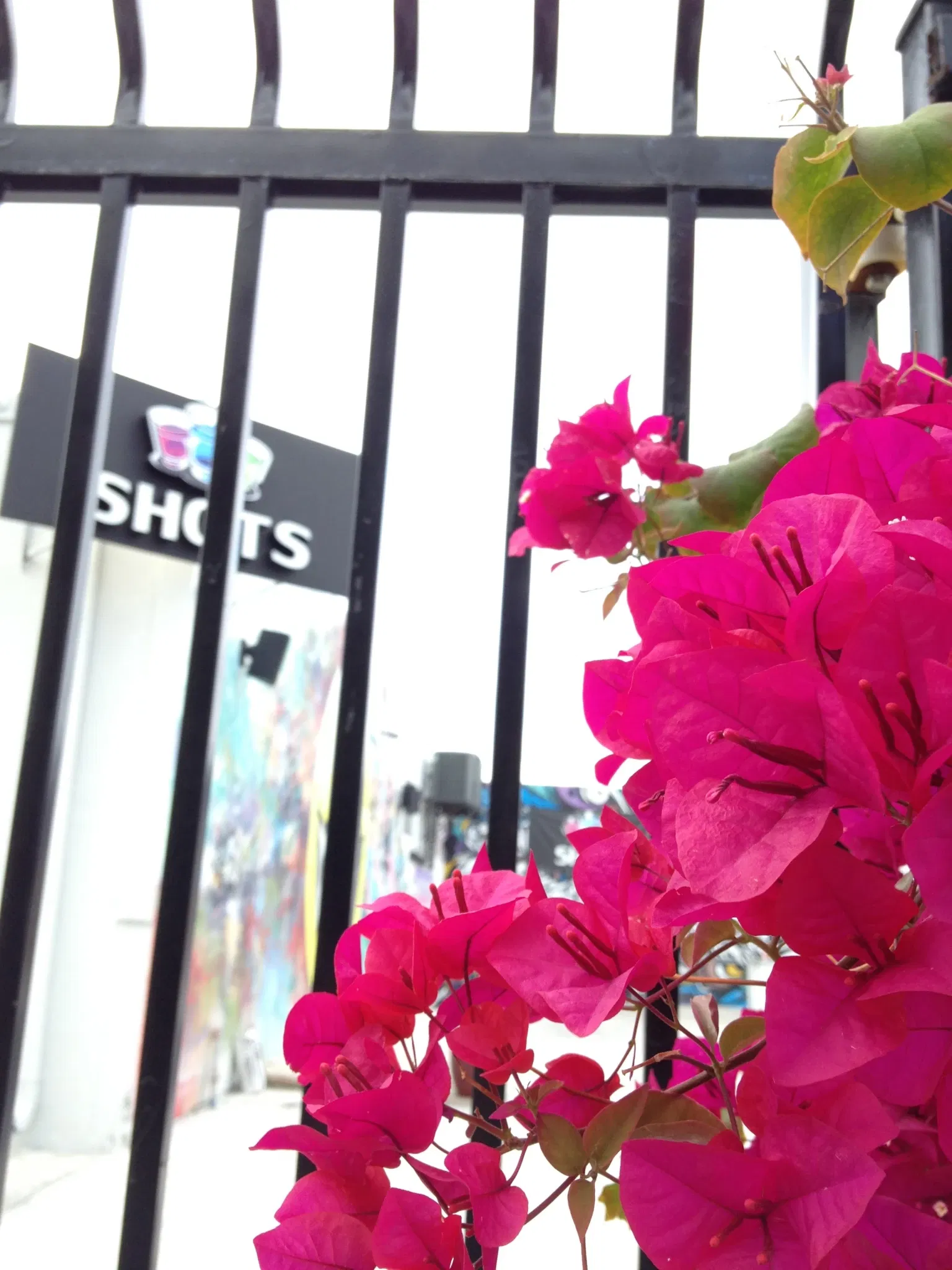 Wynwood Art District