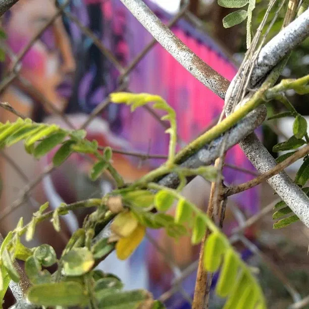 Wynwood Art District