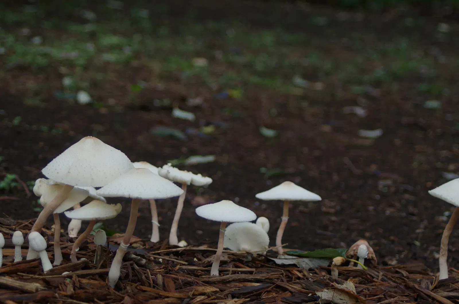 Fort Worth Botanic Garden