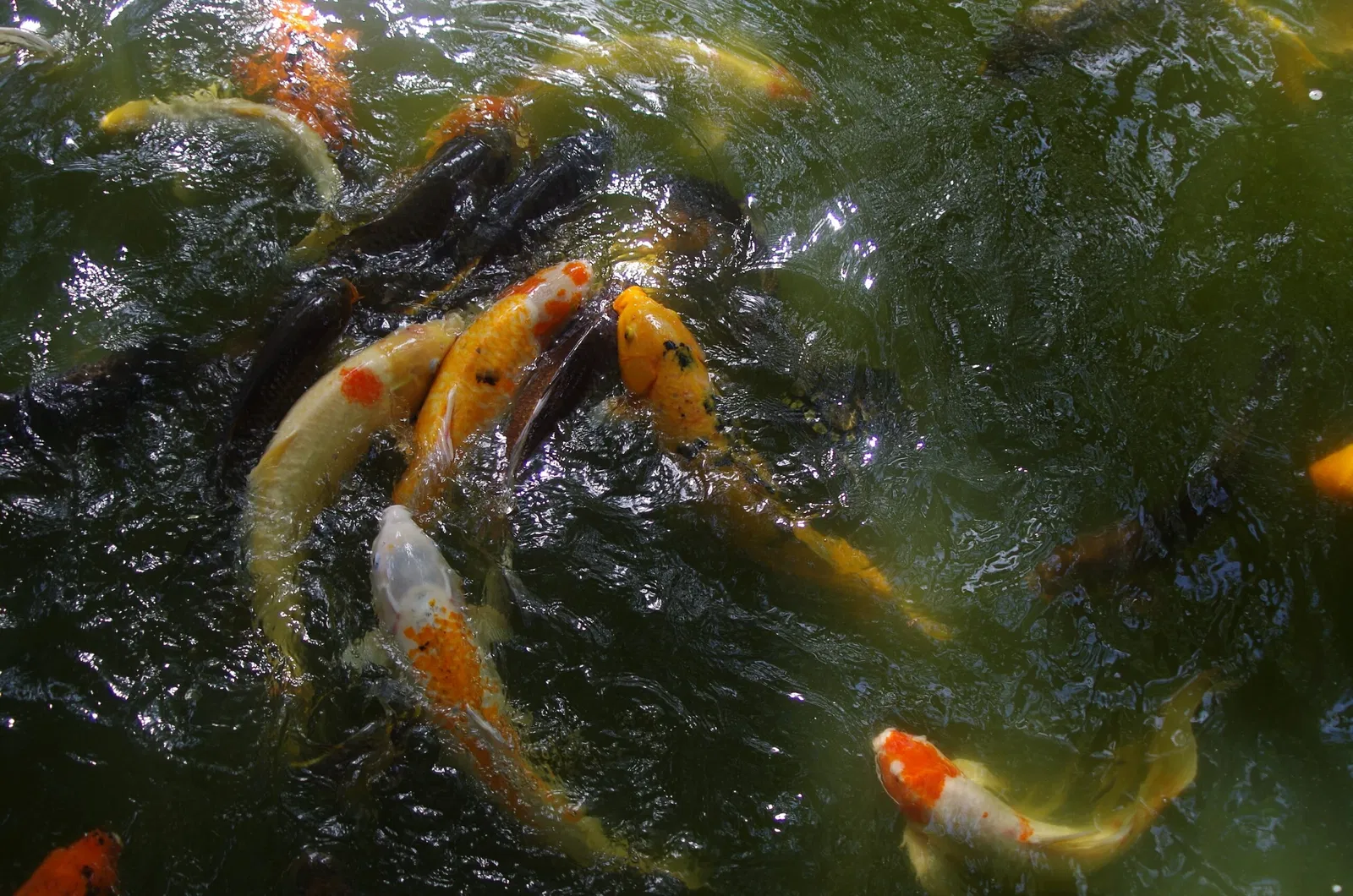 Jardín botánico de Fort Worth