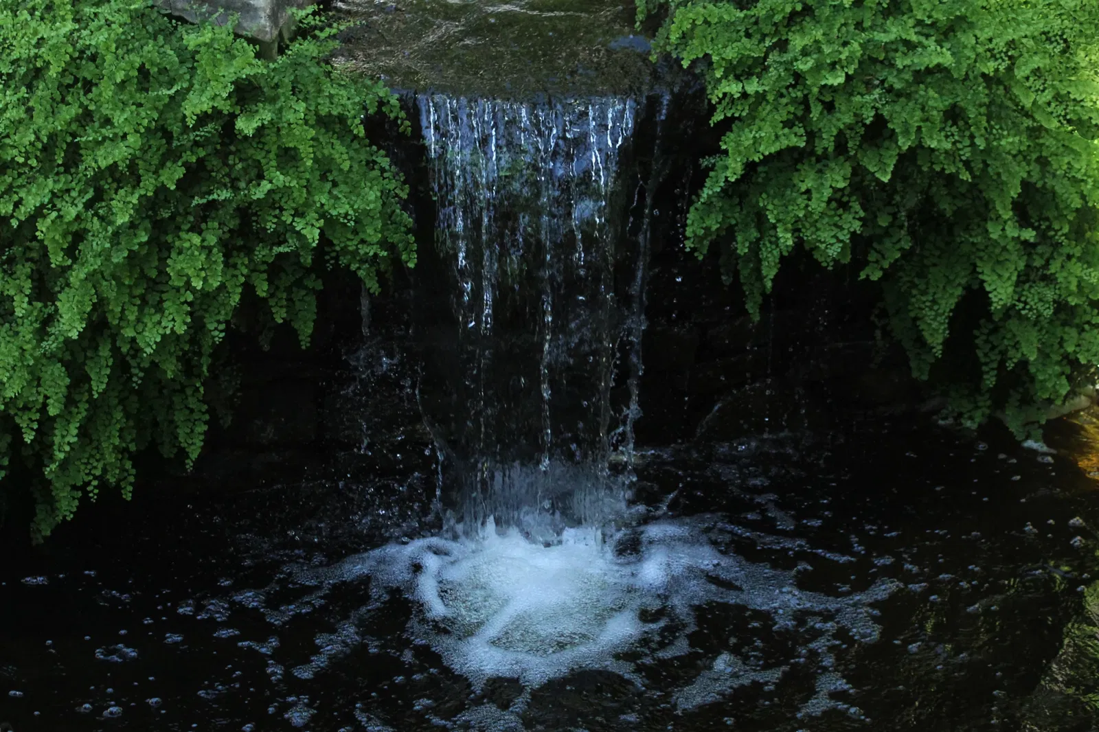 Fort Worth Botanic Garden