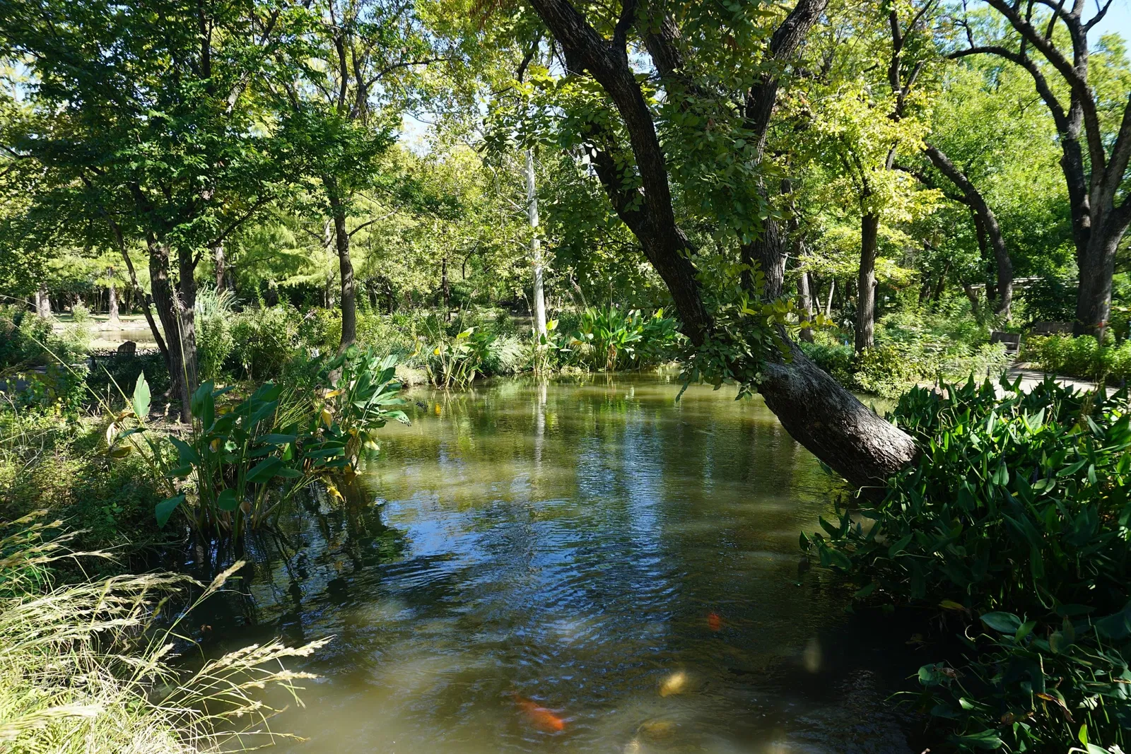 Jardín botánico de Fort Worth
