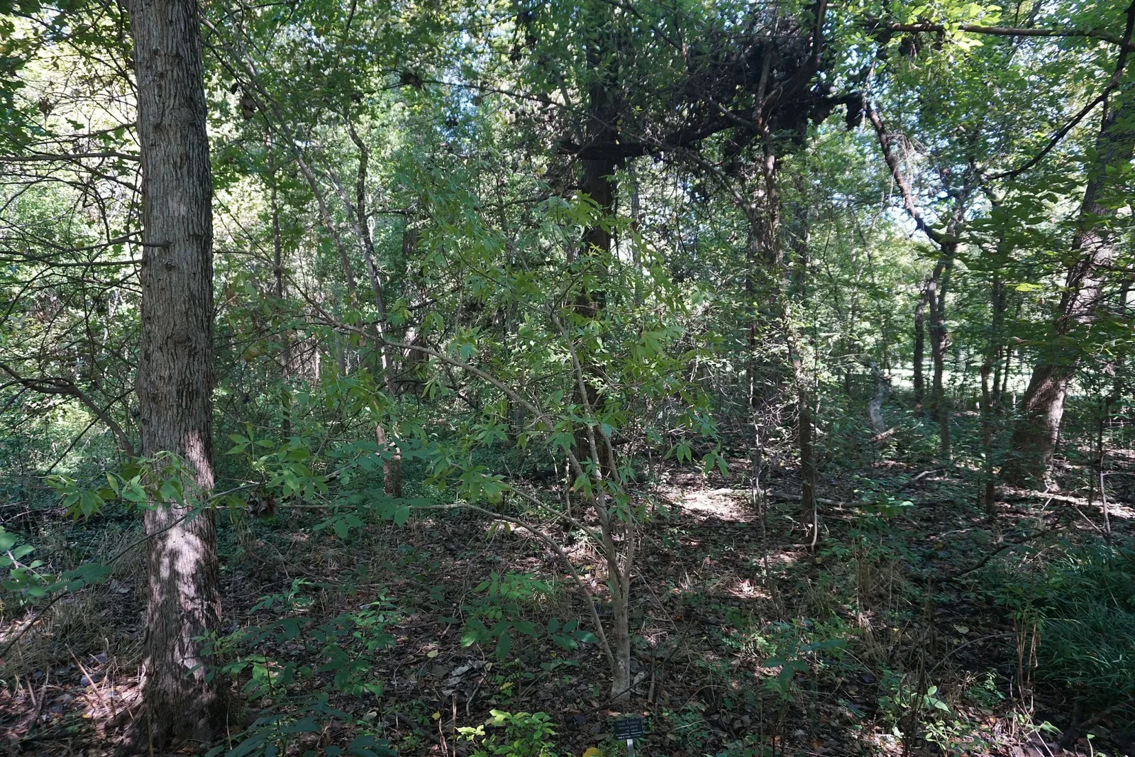 Jardín botánico de Fort Worth