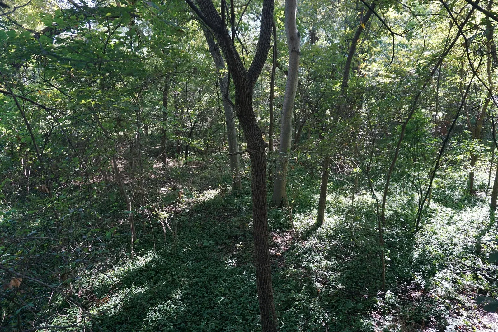 Fort Worth Botanic Garden