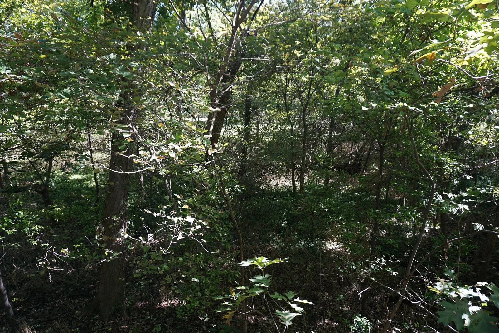 Jardín botánico de Fort Worth