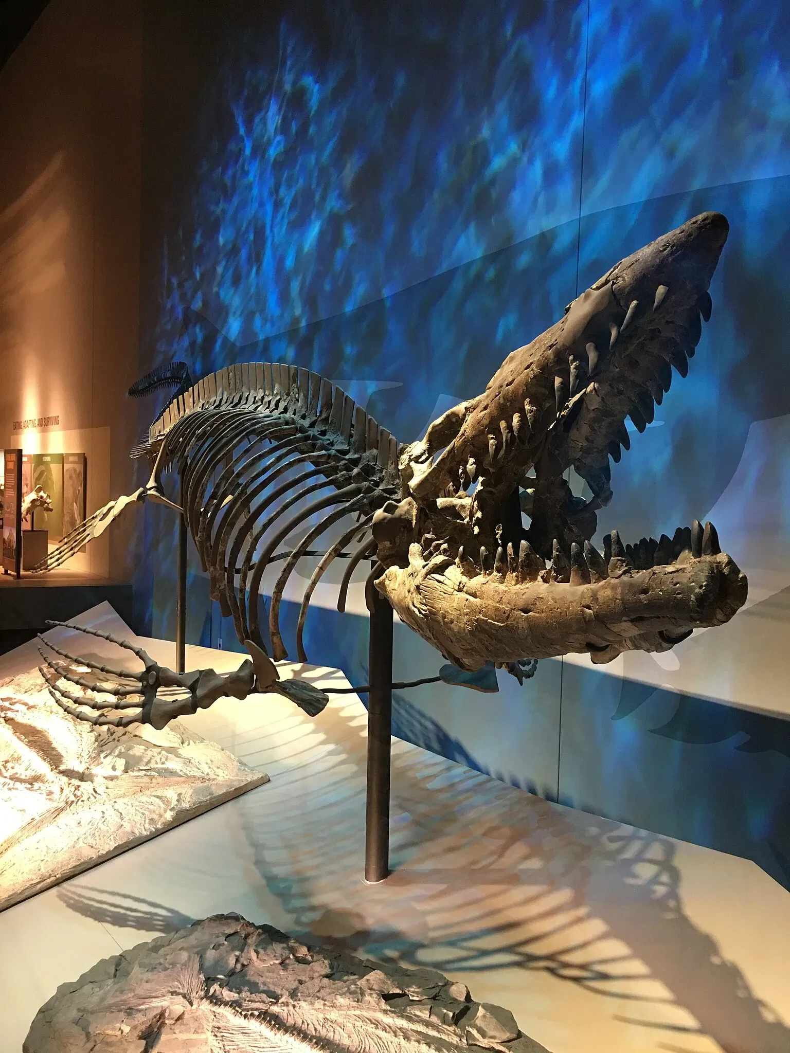 Perot Museum of Nature and Science