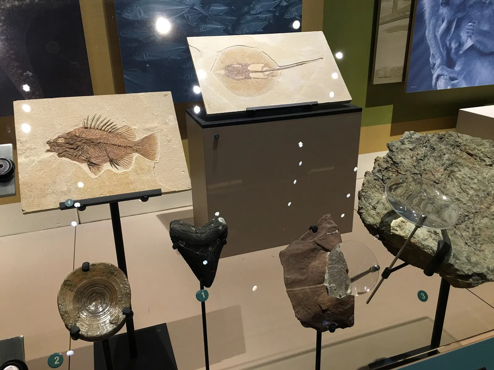 Perot Museum of Nature and Science