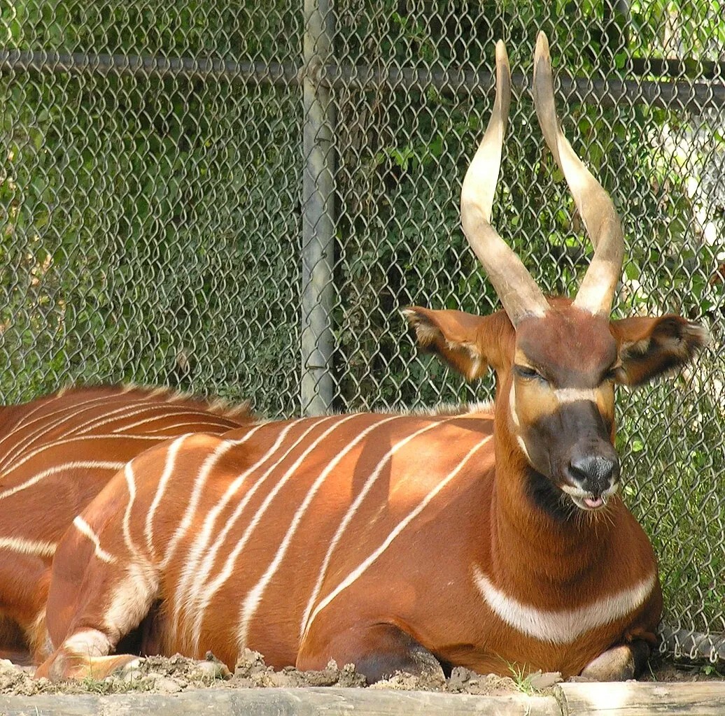 Dallas Zoo