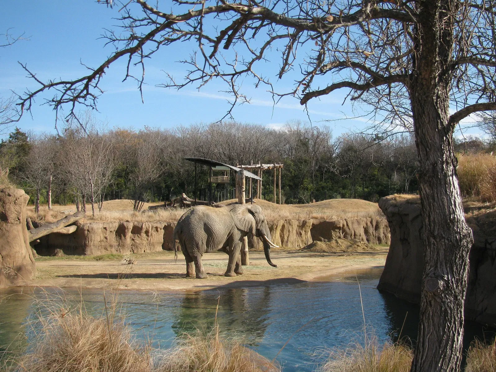 Dallas Zoo