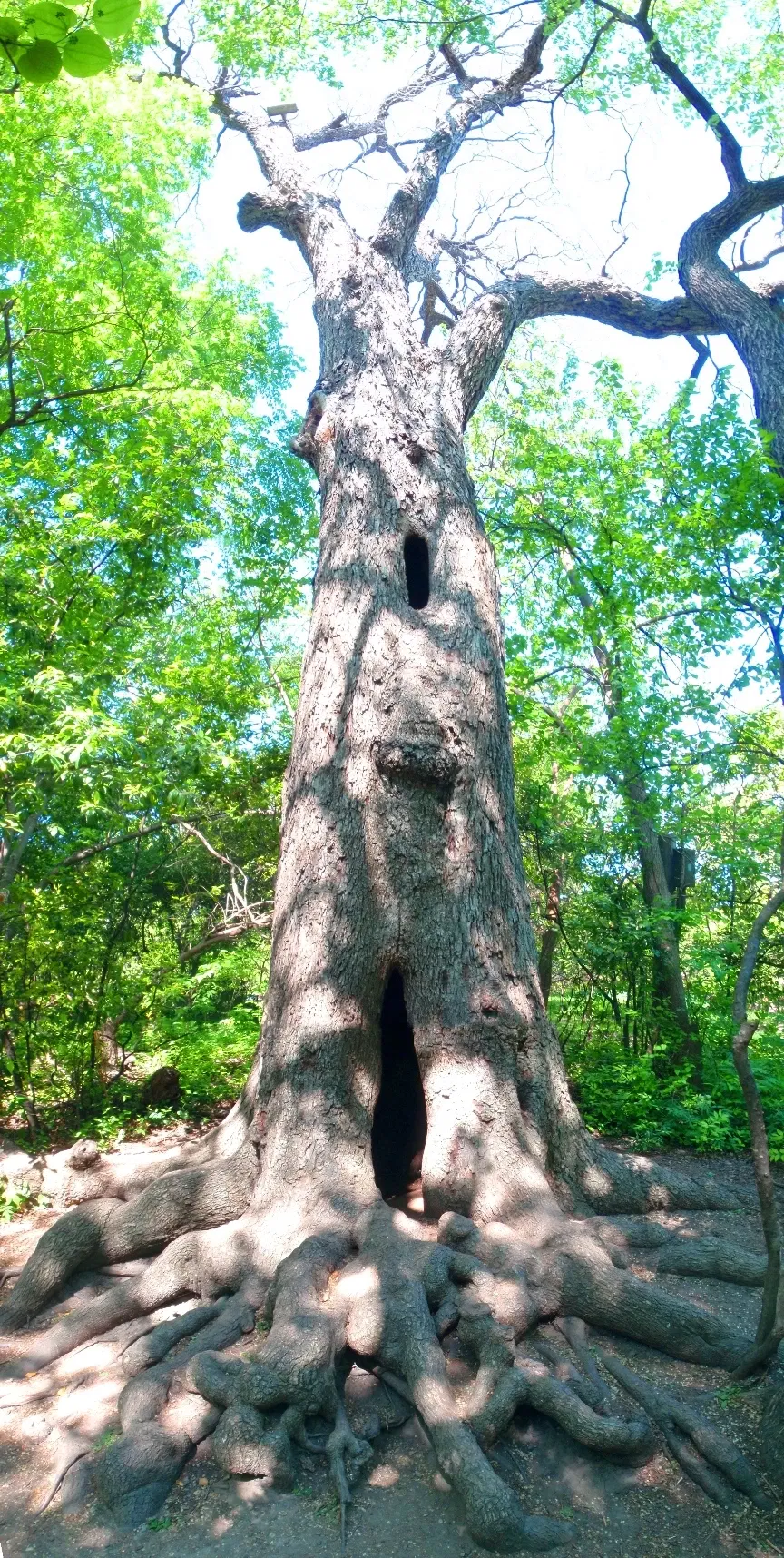 Fort Worth Botanic Garden