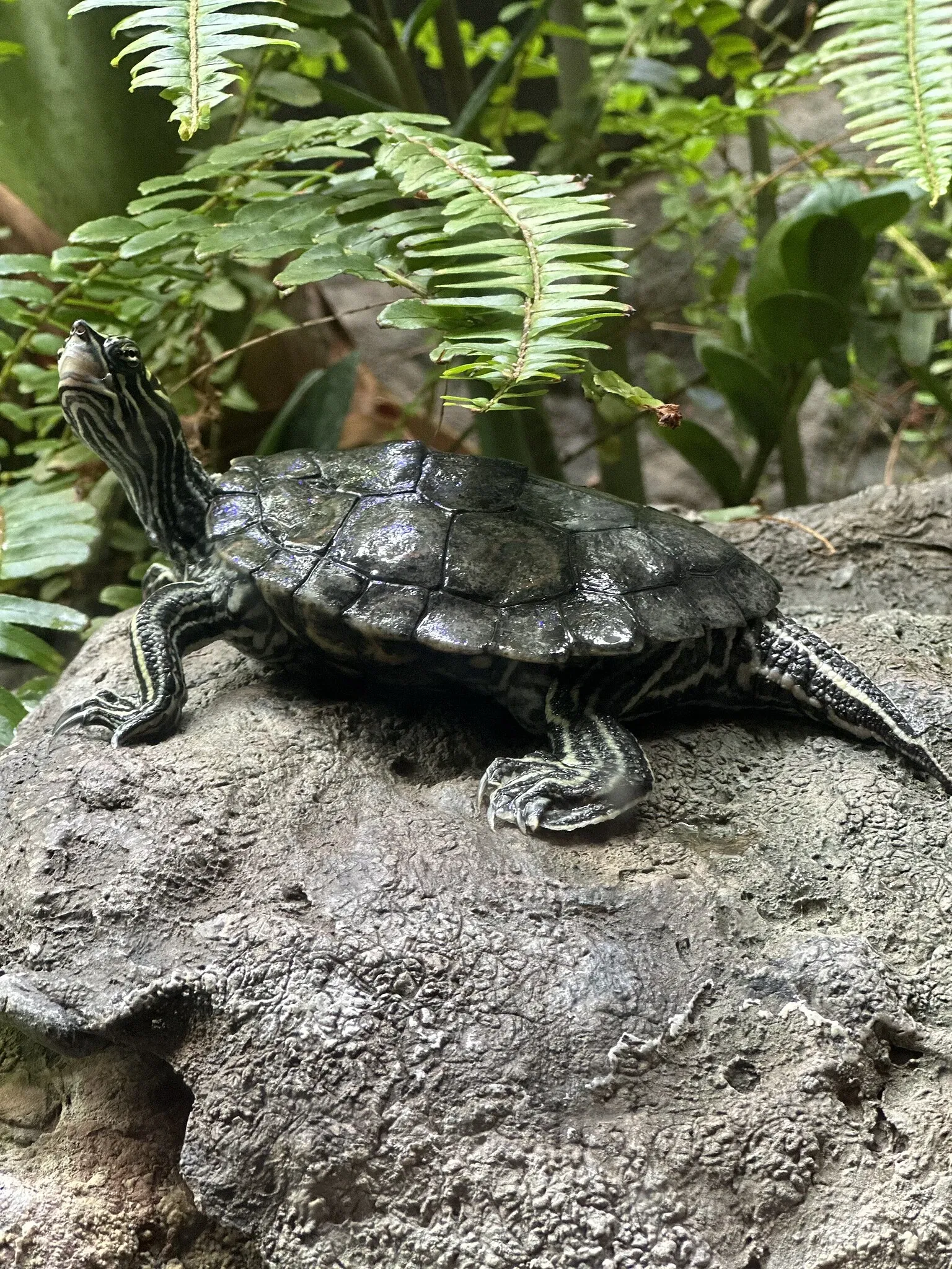 Aquarium John G. Shedd
