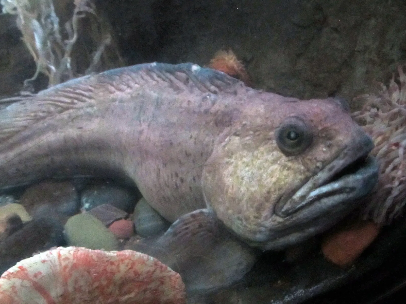 Aquarium John G. Shedd