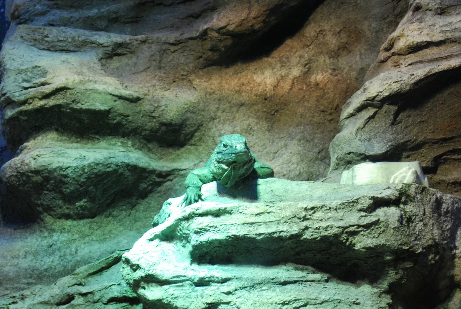 Aquarium John G. Shedd