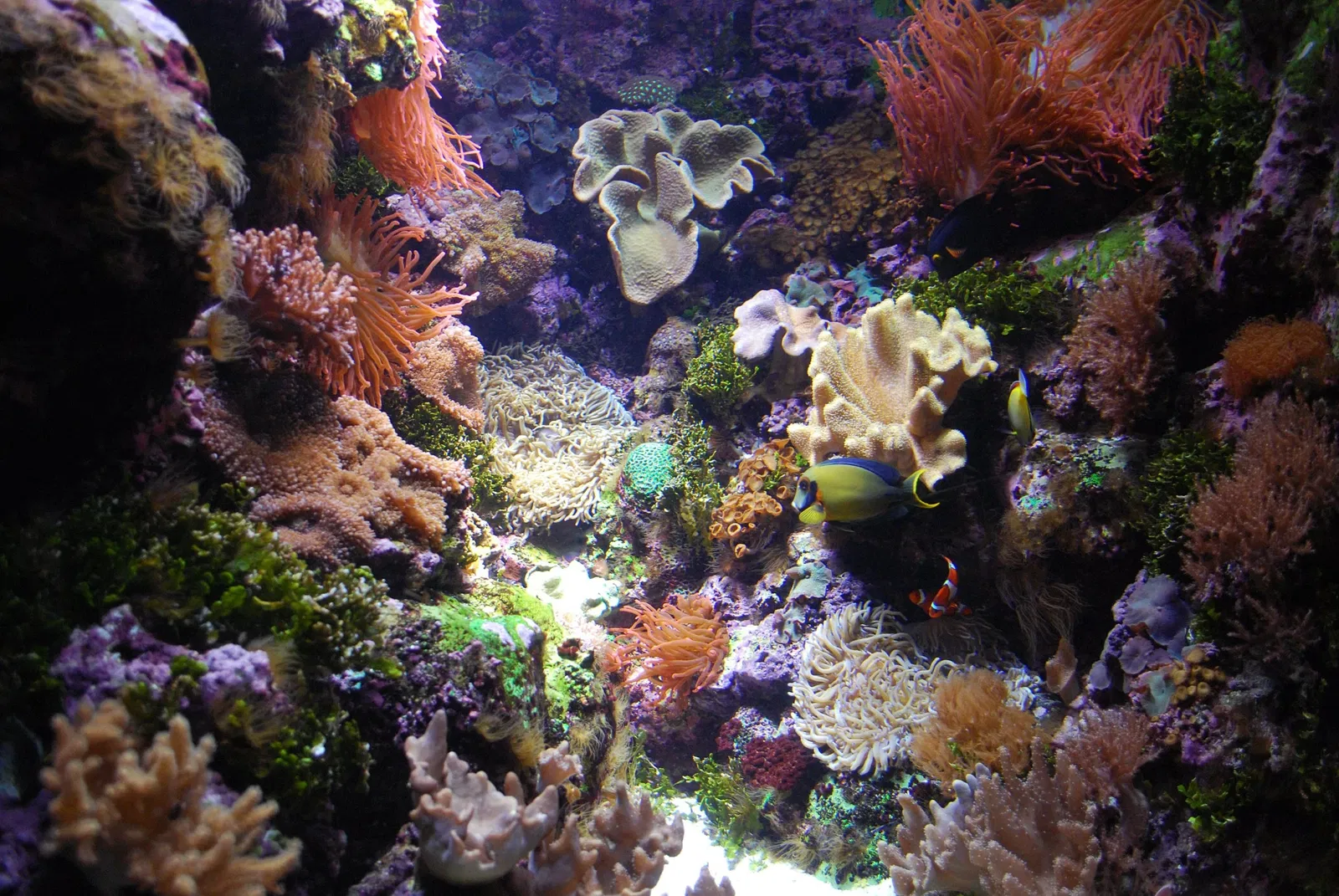 Aquarium John G. Shedd