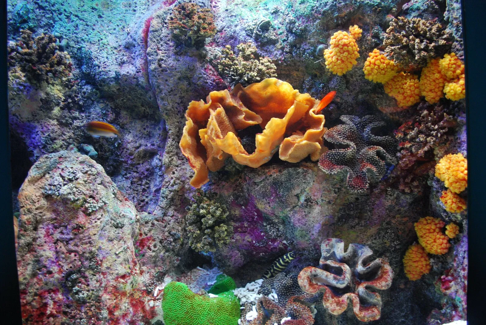 Aquarium John G. Shedd