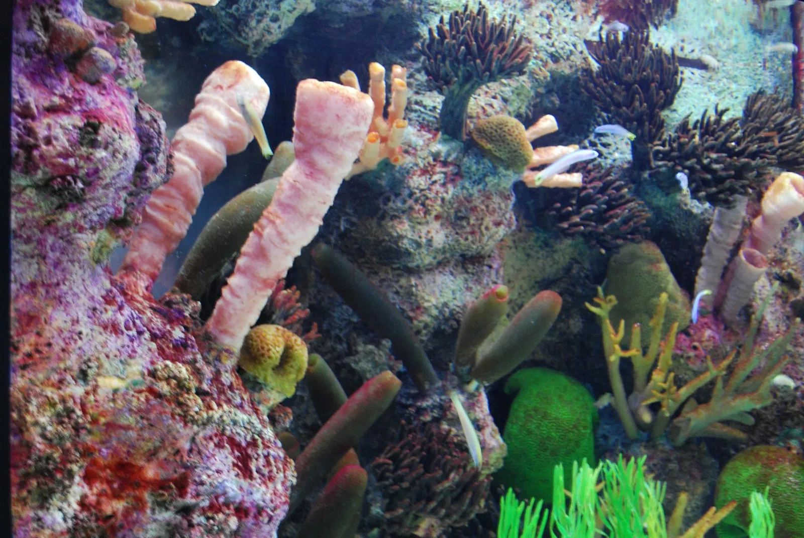 Aquarium John G. Shedd