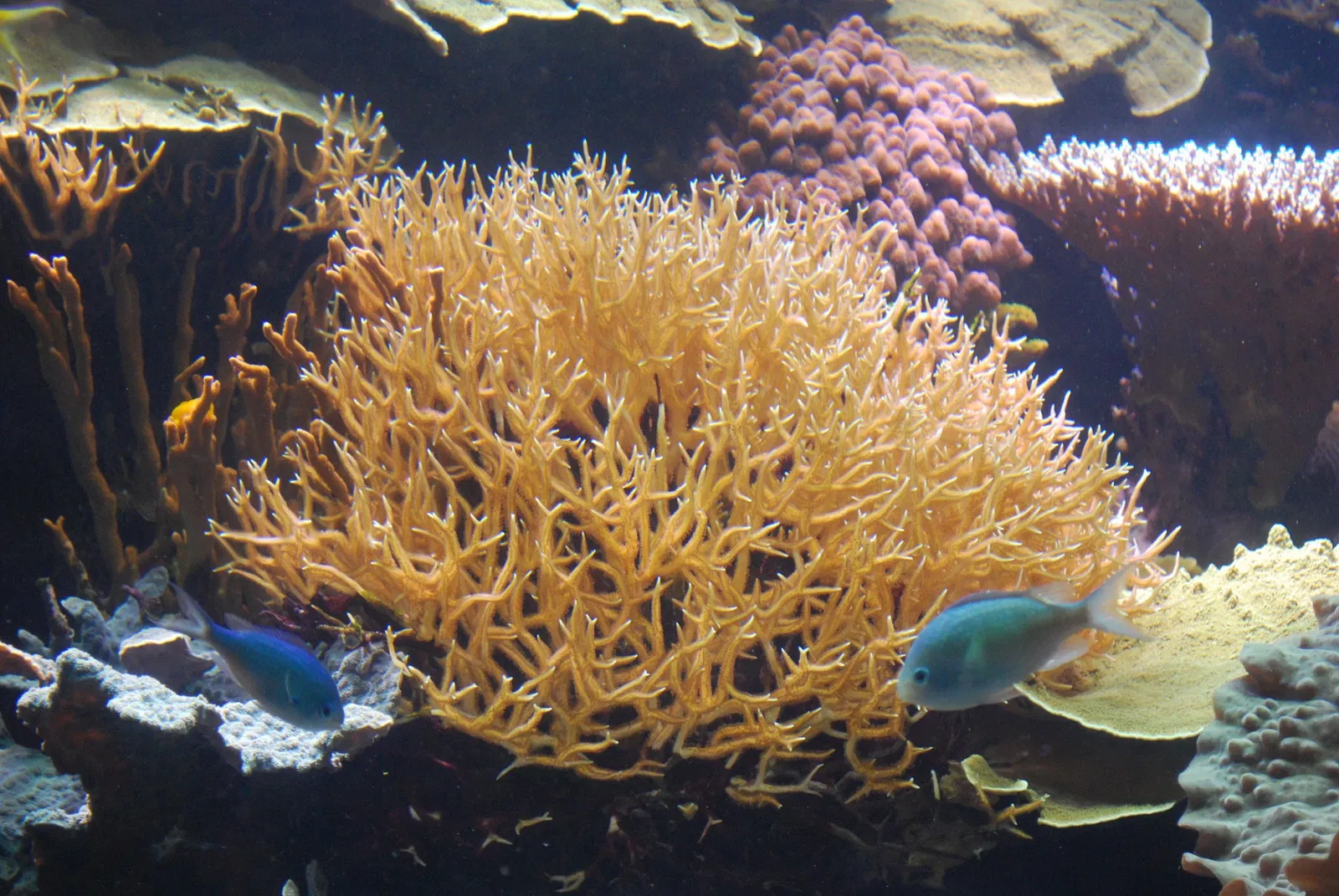 Aquarium John G. Shedd