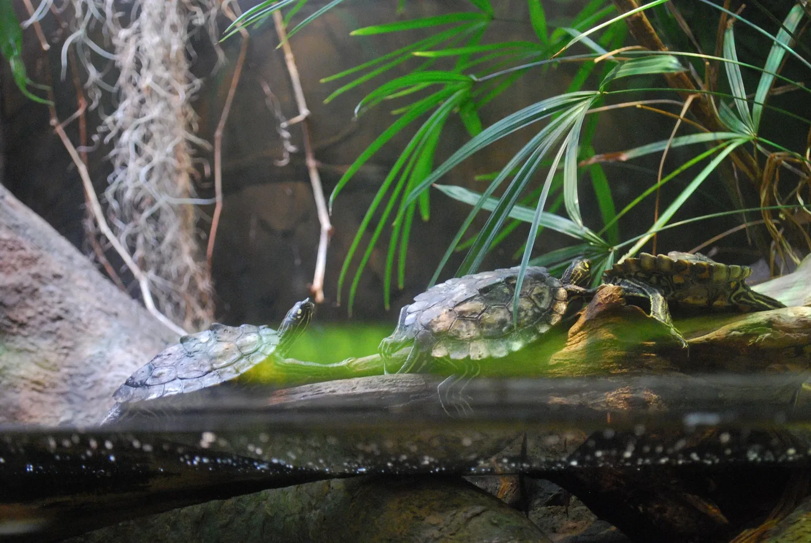 Aquarium John G. Shedd