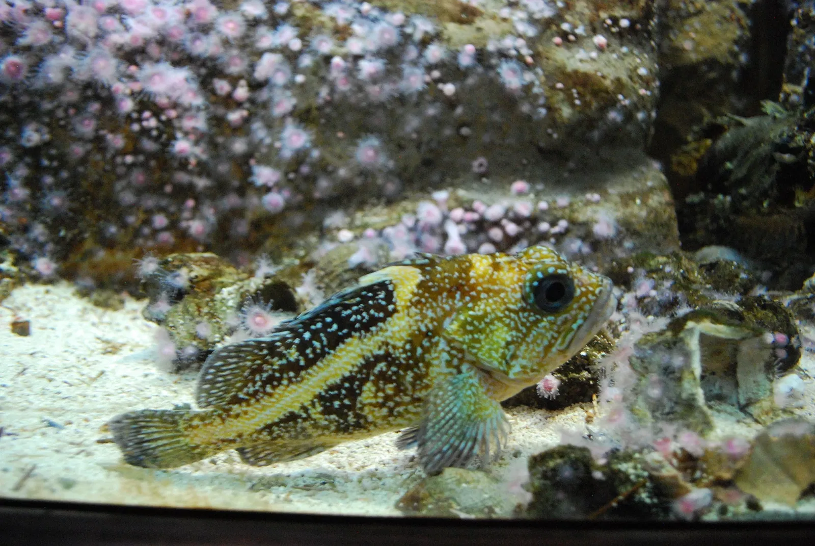 Aquarium John G. Shedd