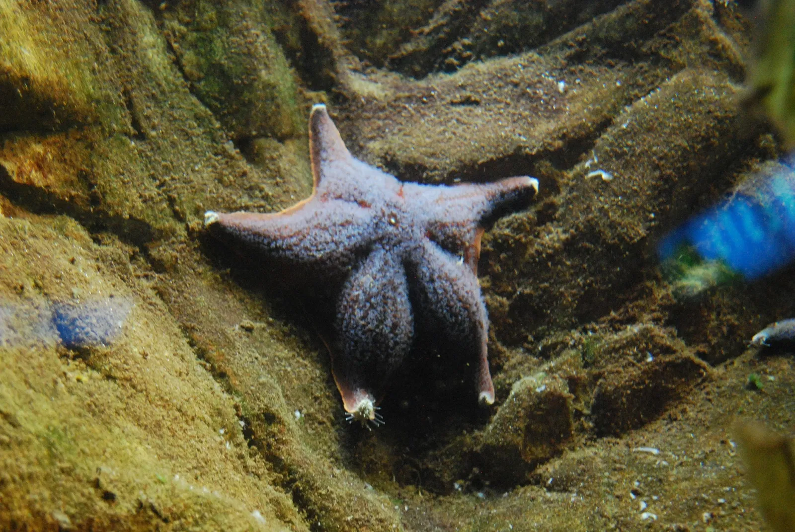 Aquarium John G. Shedd