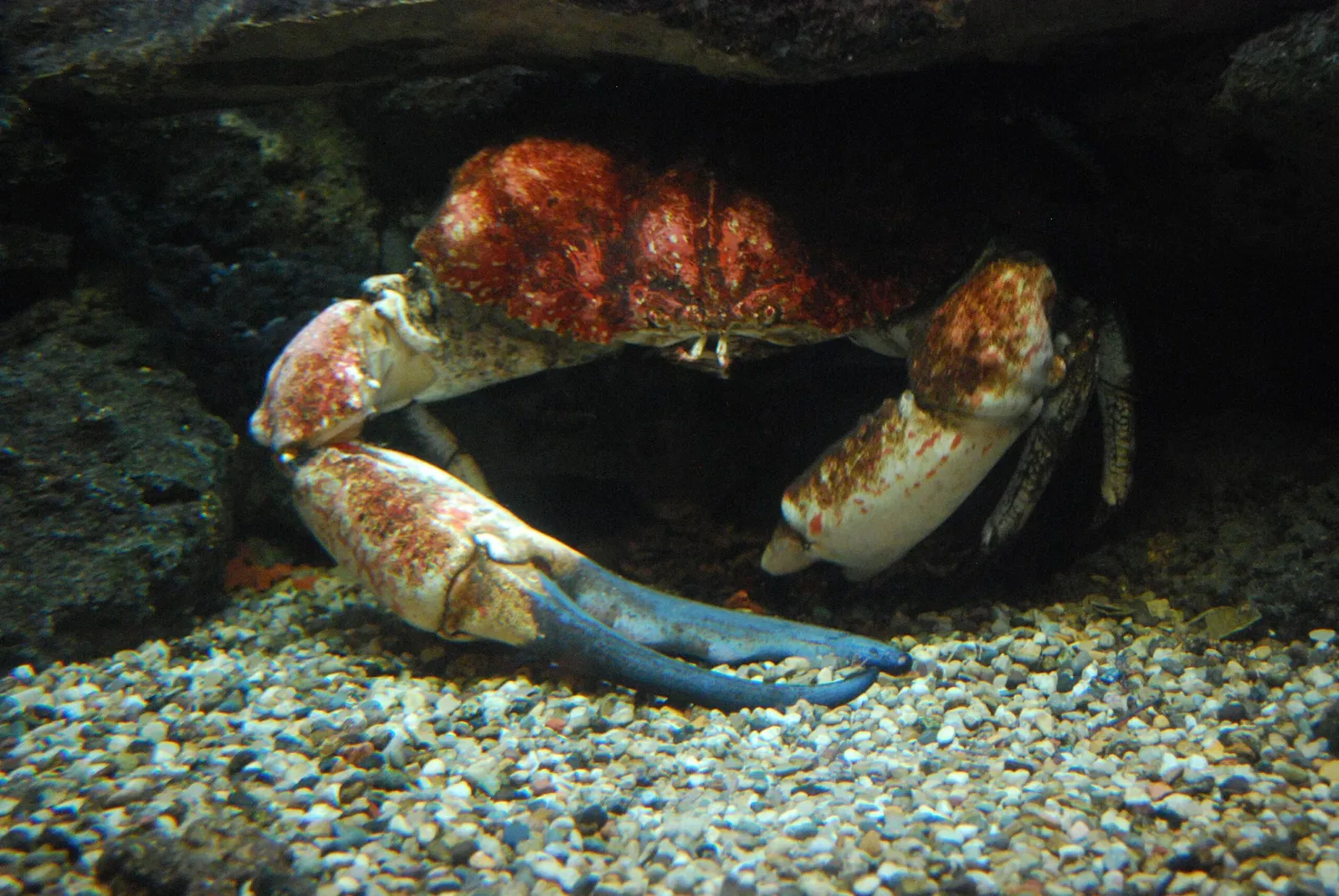 Aquarium John G. Shedd