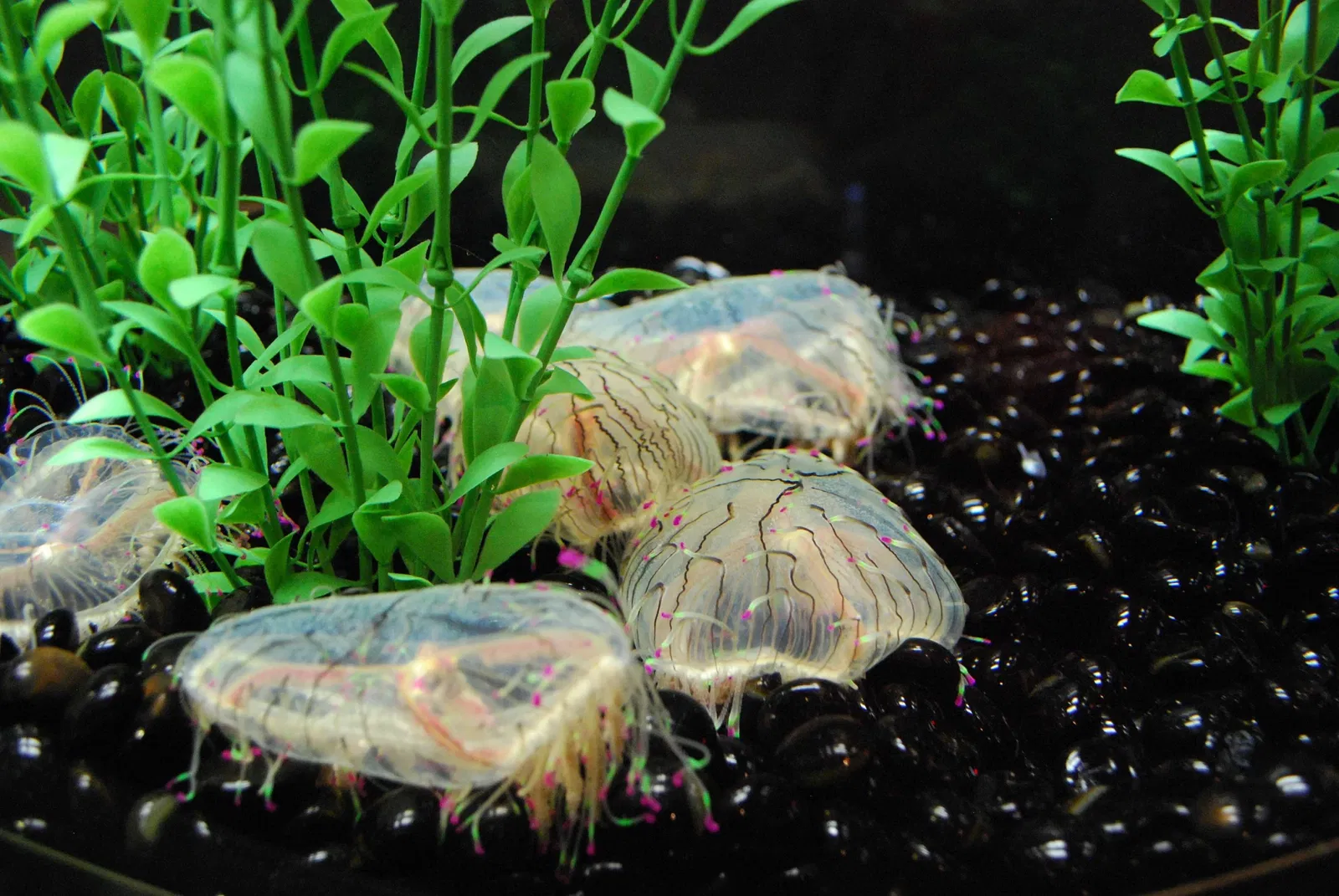 Aquarium John G. Shedd