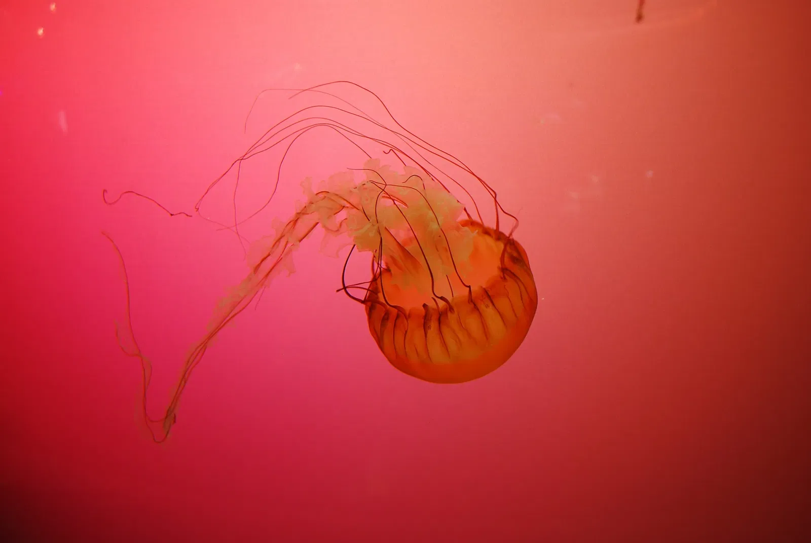 Aquarium John G. Shedd