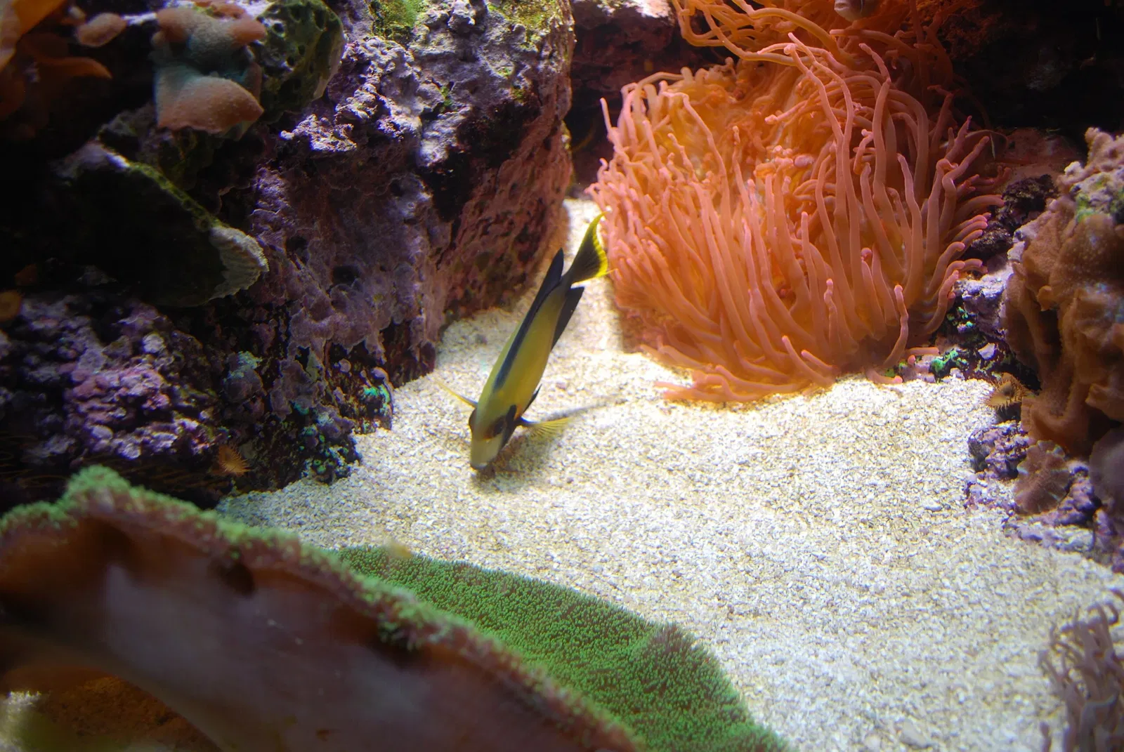 Aquarium John G. Shedd