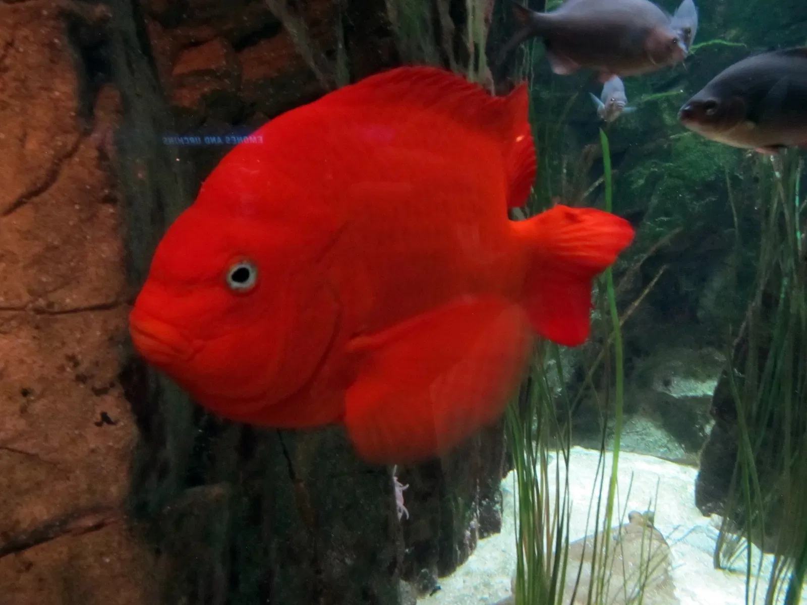 Aquarium John G. Shedd